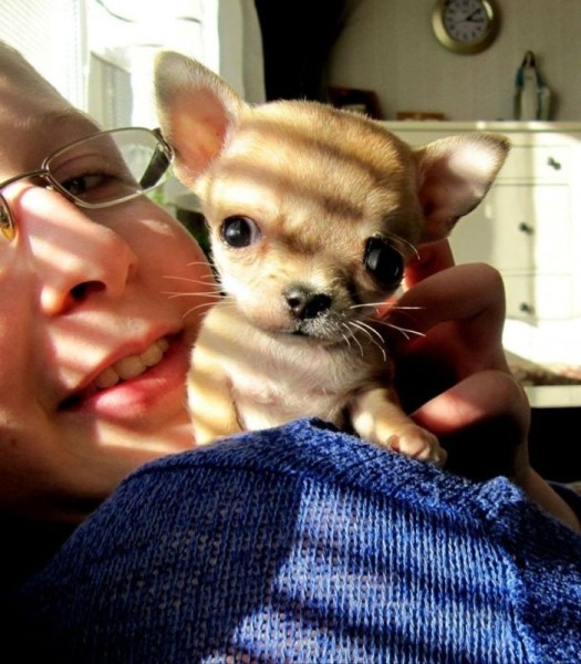 Туди — самая маленькая собака в мире? Туди — самая маленькая собака в мире?