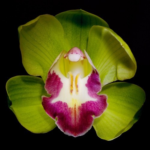 Самые дорогие букеты цветов в мире Самые дорогие букеты цветов в мире