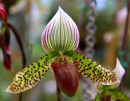 Самые дорогие букеты цветов в мире Самые дорогие букеты цветов в мире
