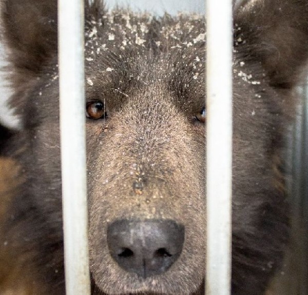 "Медвебака" из Челябинска "Медвебака" из Челябинска