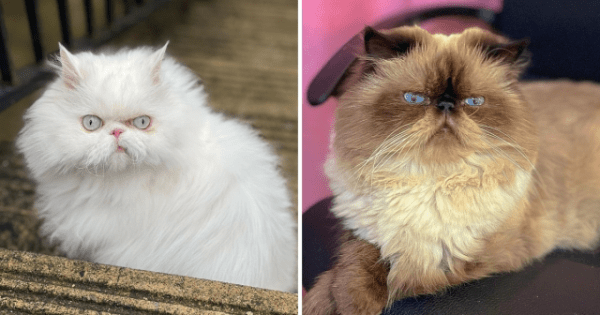 Породы кошек, которые люди часто путают (12 фото) Породы кошек, которые люди часто путают (12 фото)