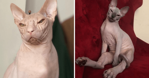 Породы кошек, которые люди часто путают (12 фото) Породы кошек, которые люди часто путают (12 фото)