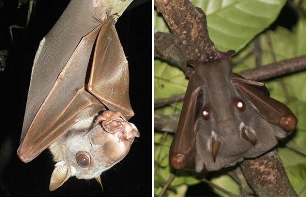 Огромные летучие мыши с головами собак (9 фото) Огромные летучие мыши с головами собак (9 фото)