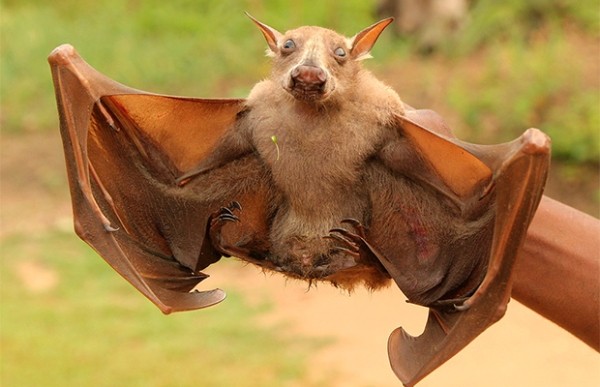 Огромные летучие мыши с головами собак (9 фото) Огромные летучие мыши с головами собак (9 фото)