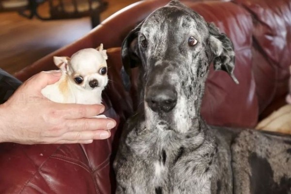 В США встретились самая большая и самая маленькая собака в мире (5 фото) В США встретились самая большая и самая маленькая собака в мире (5 фото)