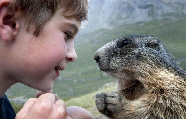 Восьмилетний малчик общается с сурками (7 фото)