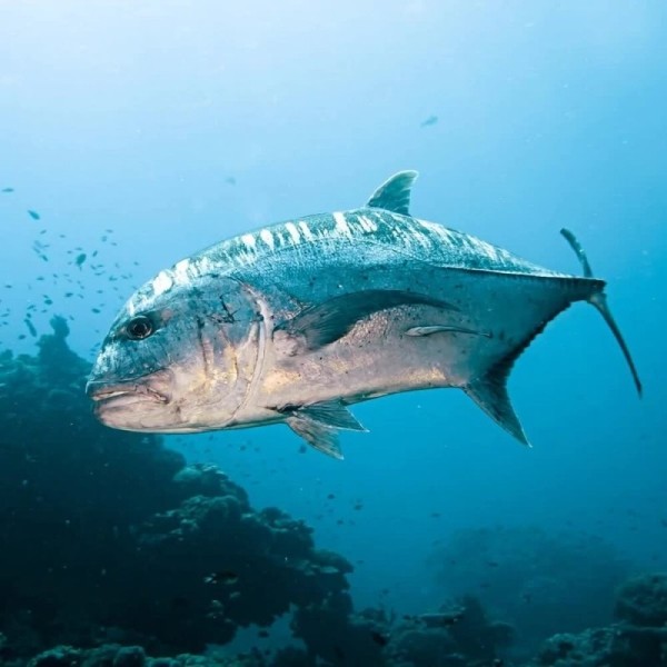 Гигантский каранкс: сшибает акул всмятку Гигантский каранкс: сшибает акул всмятку