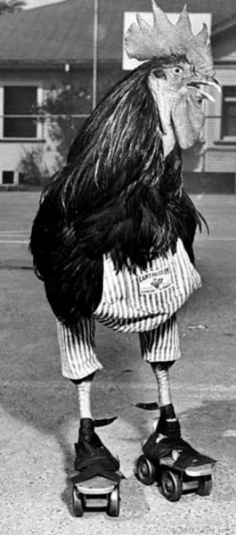 История Бастера, петуха, который умел кататься на роликах История Бастера, петуха, который умел кататься на роликах
