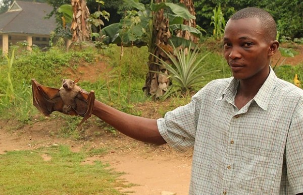 Огромные летучие мыши с головами собак (9 фото) Огромные летучие мыши с головами собак (9 фото)