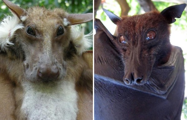 Огромные летучие мыши с головами собак (9 фото) Огромные летучие мыши с головами собак (9 фото)