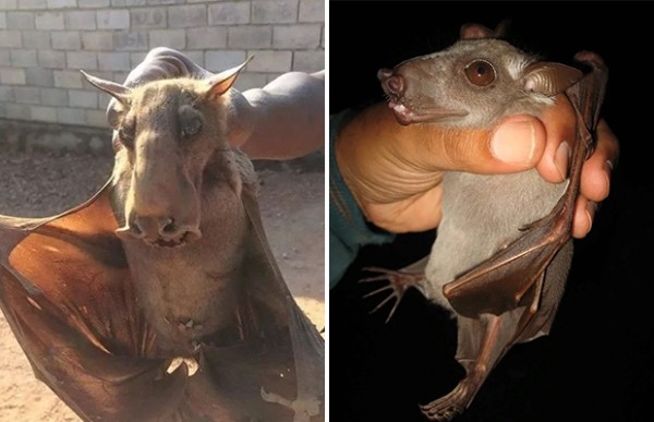 Огромные летучие мыши с головами собак (9 фото) Огромные летучие мыши с головами собак (9 фото)