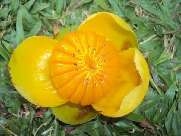 20 съедобных плодов, о которых вы даже не слышали 20 съедобных плодов, о которых вы даже не слышали