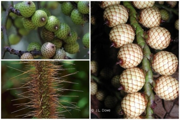 20 съедобных плодов, о которых вы даже не слышали 20 съедобных плодов, о которых вы даже не слышали