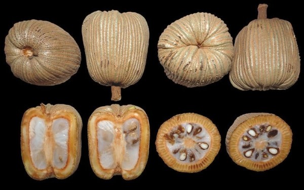 20 съедобных плодов, о которых вы даже не слышали 20 съедобных плодов, о которых вы даже не слышали