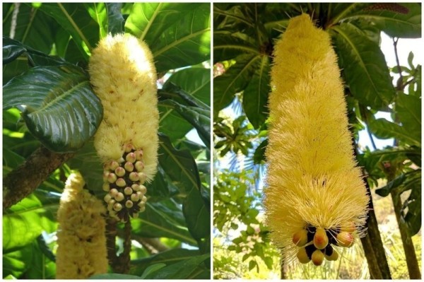 20 съедобных плодов, о которых вы даже не слышали 20 съедобных плодов, о которых вы даже не слышали