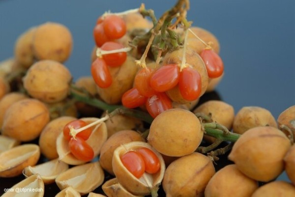 20 съедобных плодов, о которых вы даже не слышали 20 съедобных плодов, о которых вы даже не слышали