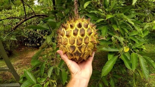 20 съедобных плодов, о которых вы даже не слышали 20 съедобных плодов, о которых вы даже не слышали