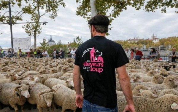 Французы вышли на демонстрацию с отарой овец