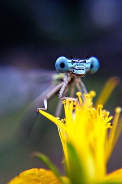 Лучшие фотографии 2015 года сделанные на мобильник (15 фото)