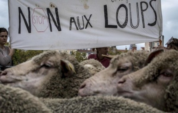 Французы вышли на демонстрацию с отарой овец