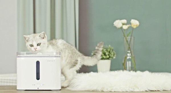 ТОП-10 прикольных вещей для здоровья вашего кота (10 фото) ТОП-10 прикольных вещей для здоровья вашего кота (10 фото)