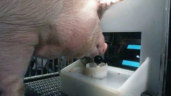 11 самых странных экспериментов 11 самых странных экспериментов