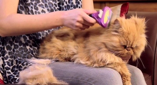 ТОП-10 прикольных вещей для здоровья вашего кота (10 фото) ТОП-10 прикольных вещей для здоровья вашего кота (10 фото)