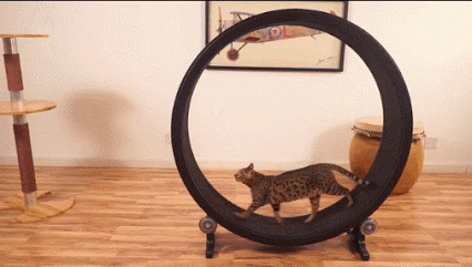 ТОП-10 прикольных вещей для здоровья вашего кота (10 фото) ТОП-10 прикольных вещей для здоровья вашего кота (10 фото)