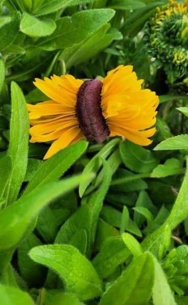 15 фотографий природных явлений, которые удивят даже отъявленных сухарей