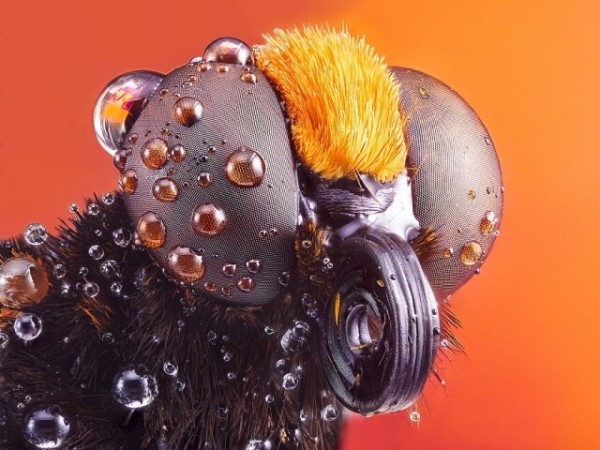 Захватывающие фотографии природы, получившие премию 2022 International Photography Awards (19 фото)