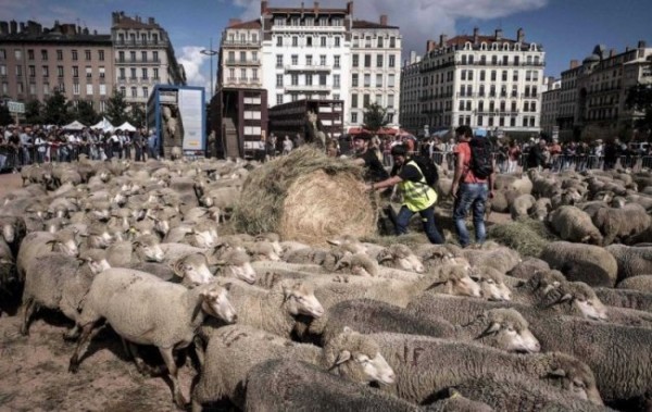 Французы вышли на демонстрацию с отарой овец