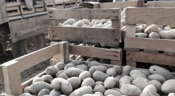 Топ-10: Важные факты про картофель Топ-10: Важные факты про картофель