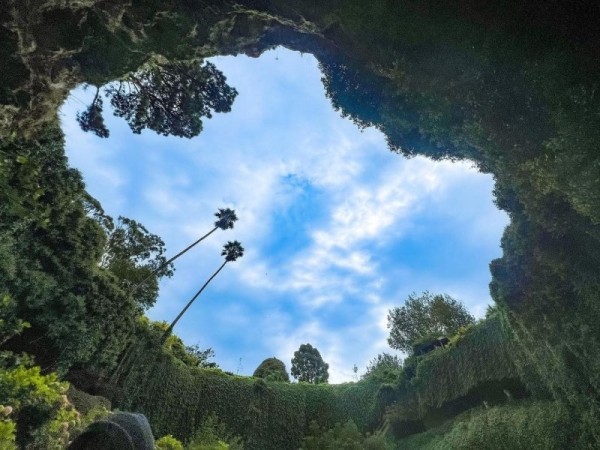 Удивительный сад из "Алисы в Стране чудес" Удивительный сад из "Алисы в Стране чудес"