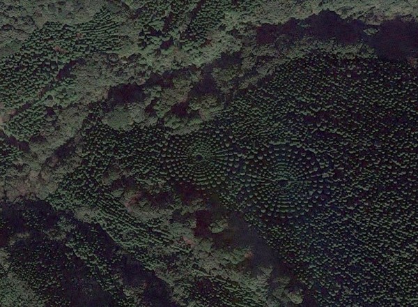 Экспериментальный лес в Японии, высаженный в 1973 году Экспериментальный лес в Японии, высаженный в 1973 году