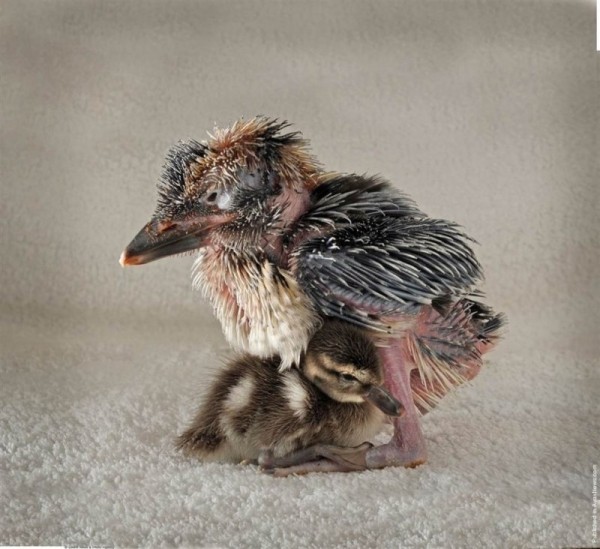 7 примеров необычной дружбы между животными 7 примеров необычной дружбы между животными