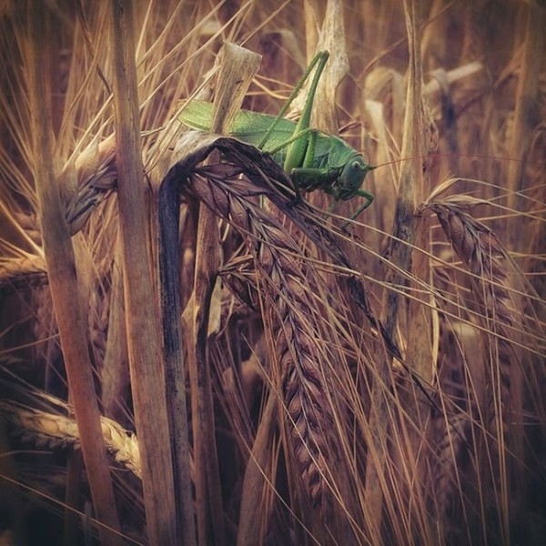 Лучшие фотографии 2015 года сделанные на мобильник (15 фото)