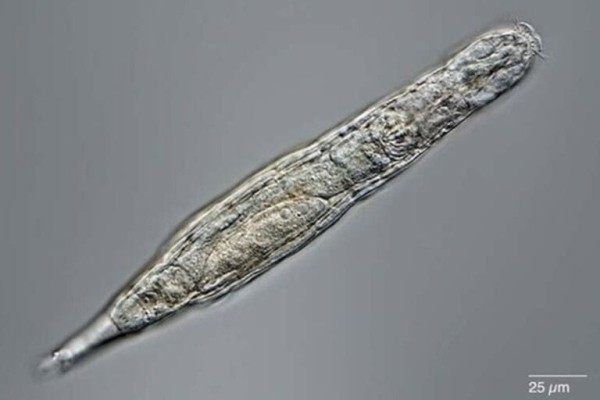 11 самых странных экспериментов 11 самых странных экспериментов