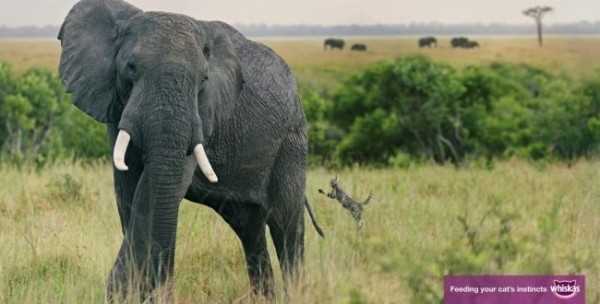 Лучшая печатная реклама года (33 фото) Лучшая печатная реклама года (33 фото)