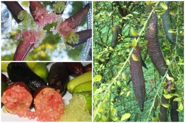 20 съедобных плодов, о которых вы даже не слышали 20 съедобных плодов, о которых вы даже не слышали