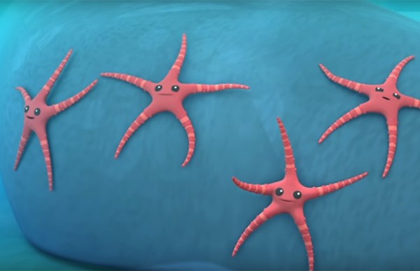 Сколько глаз у морской звезды? Сколько глаз у морской звезды?