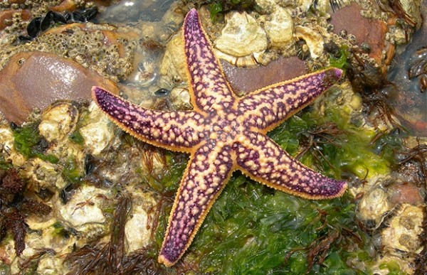 Сколько глаз у морской звезды? Сколько глаз у морской звезды?