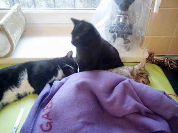 Сердобольный кот работает сиделкой в ветеринарной клинике Сердобольный кот работает сиделкой в ветеринарной клинике