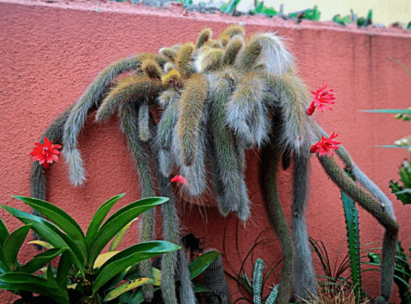 10 самых красивых кактусов для дома 10 самых красивых кактусов для дома