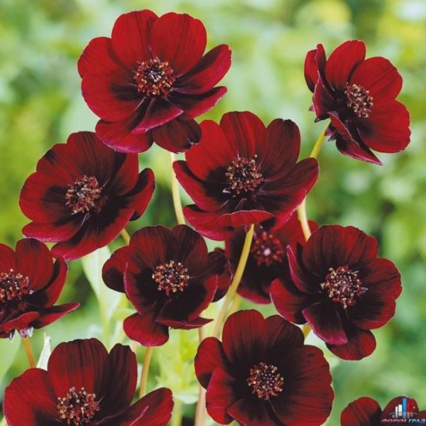 Существует цветок, который пахнет, как шоколад (2 фото) Существует цветок, который пахнет, как шоколад (2 фото)