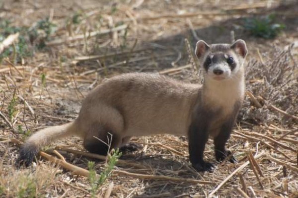 12 видов животных, которые прямо на наших глазах могут исчезнуть с лица земли