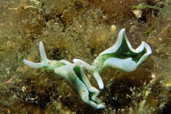 Элизия: Животное, которое превращается в овощ Элизия: Животное, которое превращается в овощ