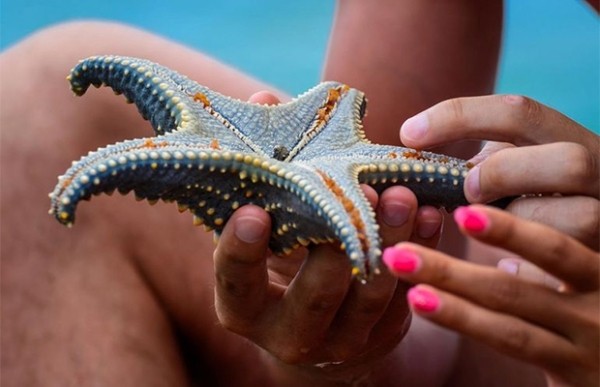 Сколько глаз у морской звезды? Сколько глаз у морской звезды?