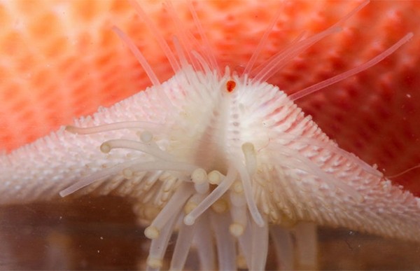 Сколько глаз у морской звезды? Сколько глаз у морской звезды?