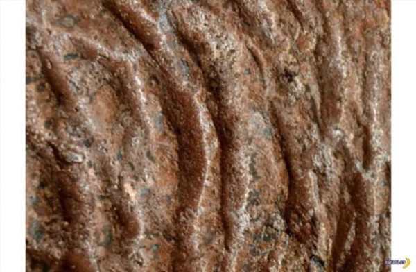 Огромные страшные норы – кто их вырыл? Огромные страшные норы – кто их вырыл?