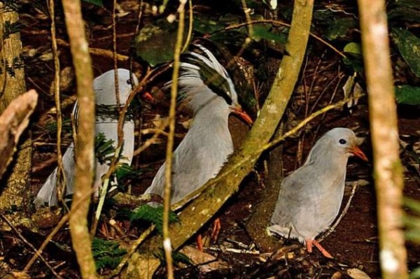 12 видов животных, которые прямо на наших глазах могут исчезнуть с лица земли